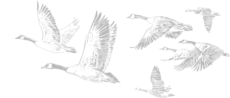 ducks