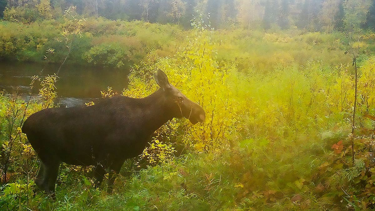Лось. Фото 2.