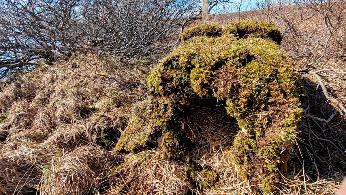 Домики для птиц. Фото 3.